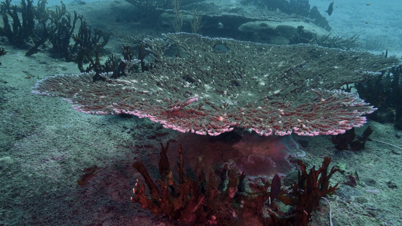 桌子珊瑚(Acropora)圣诞点西米兰群岛泰国视频下载