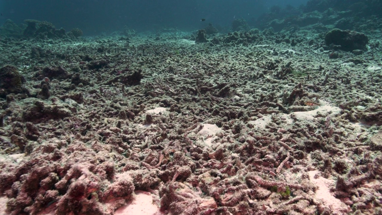 泰国西米兰群岛北角的水下珊瑚白化现象视频下载