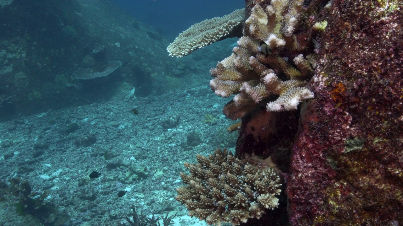 鹿角珊瑚(Pocillopora grandis)圣诞点Similan泰国视频素材