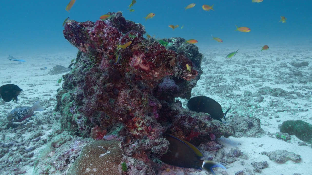 泰国斯米兰群岛的圆斑刺尾鱼视频下载