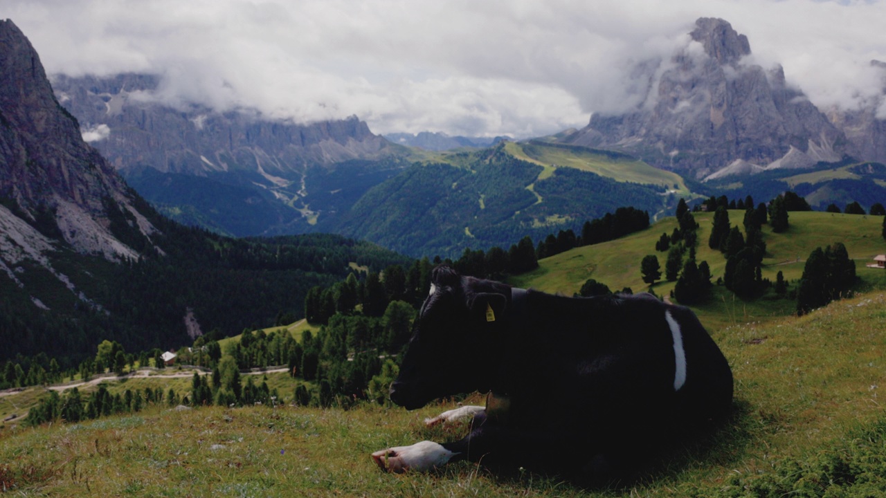 意大利白云石和阿尔卑斯山脉上的奶牛肖像视频素材