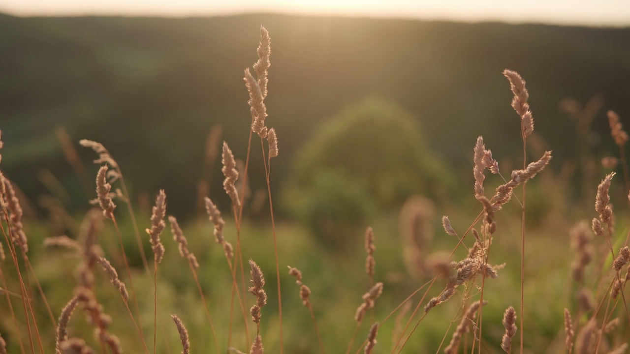 近景全景拍摄黄色的野草在夕阳的光线。日落时，干草在风中摇曳。黎明后的山野草甸。自然、自由、生命的理念视频下载