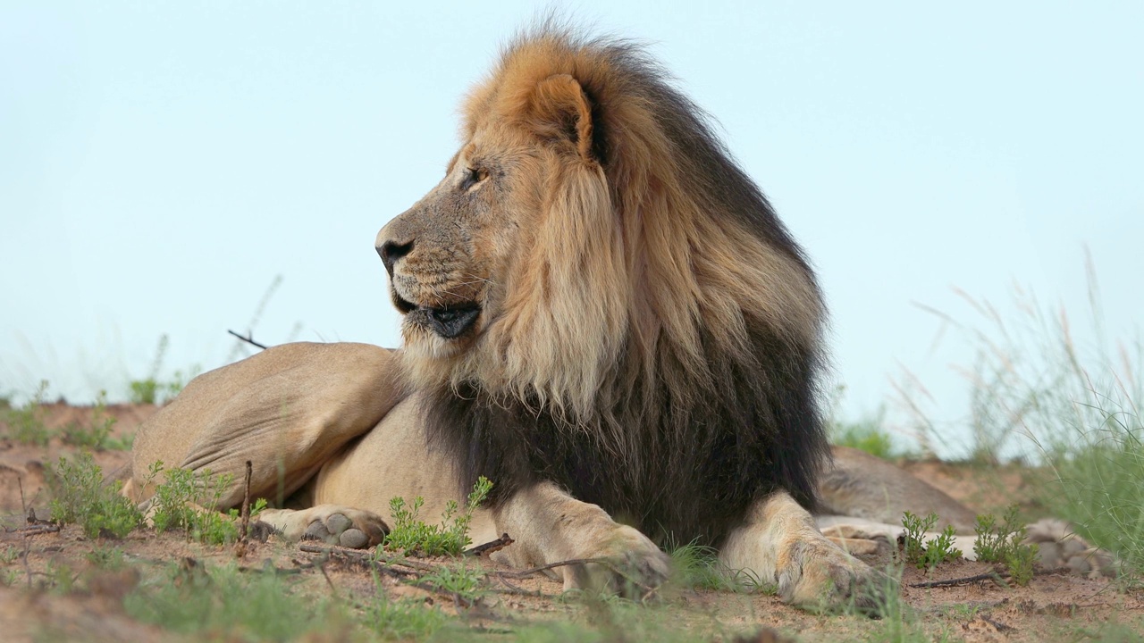 大型雄性非洲狮在自然栖息地，卡拉哈里沙漠，南非视频素材