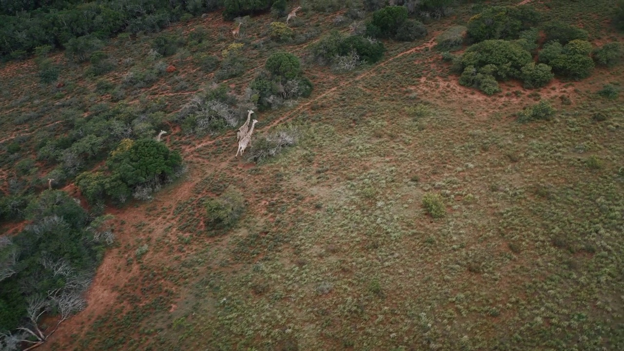 移动和跟踪无人机拍摄的视频显示，六只长颈鹿在南非东开普省的灌木丛中奔跑视频素材