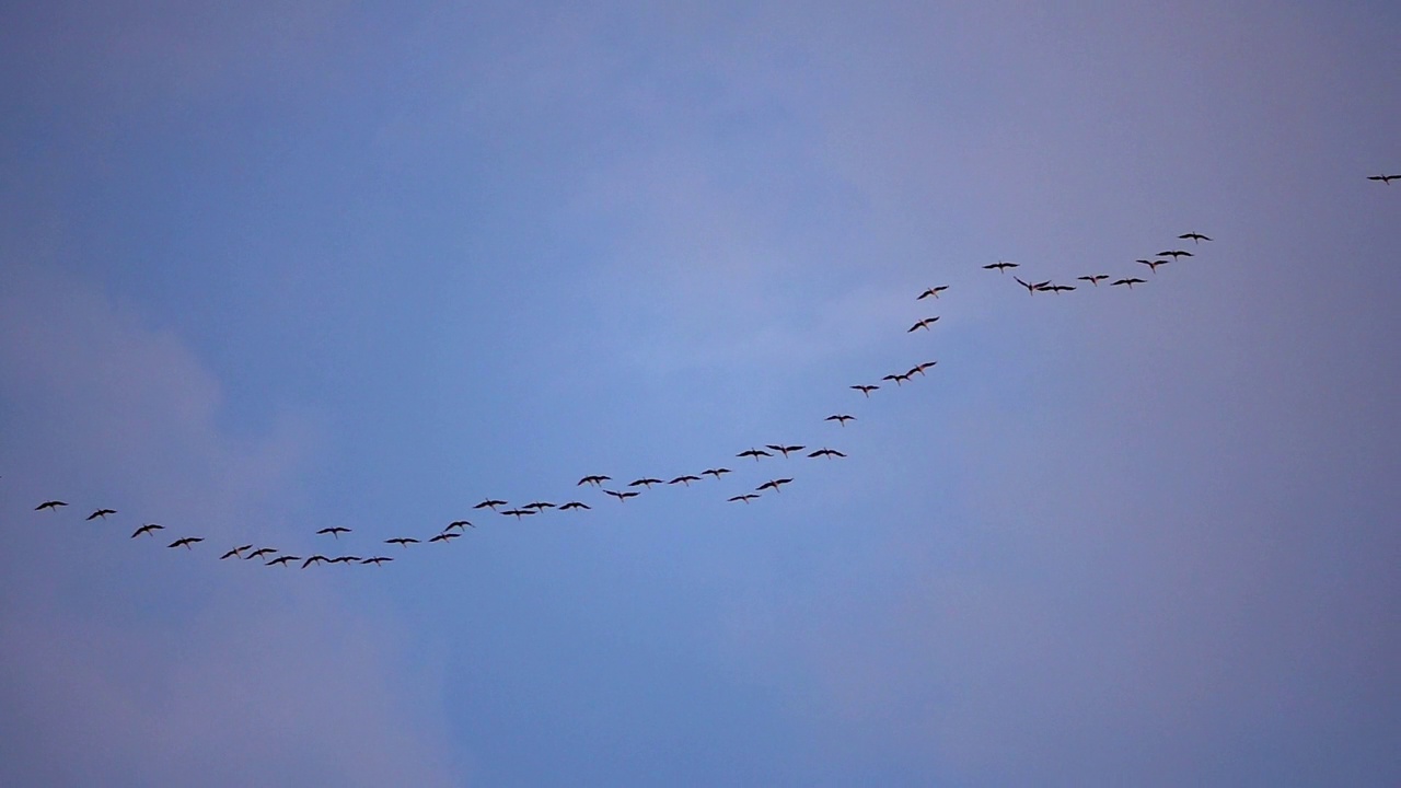 迁徙的鹳和队形在天空中视频素材