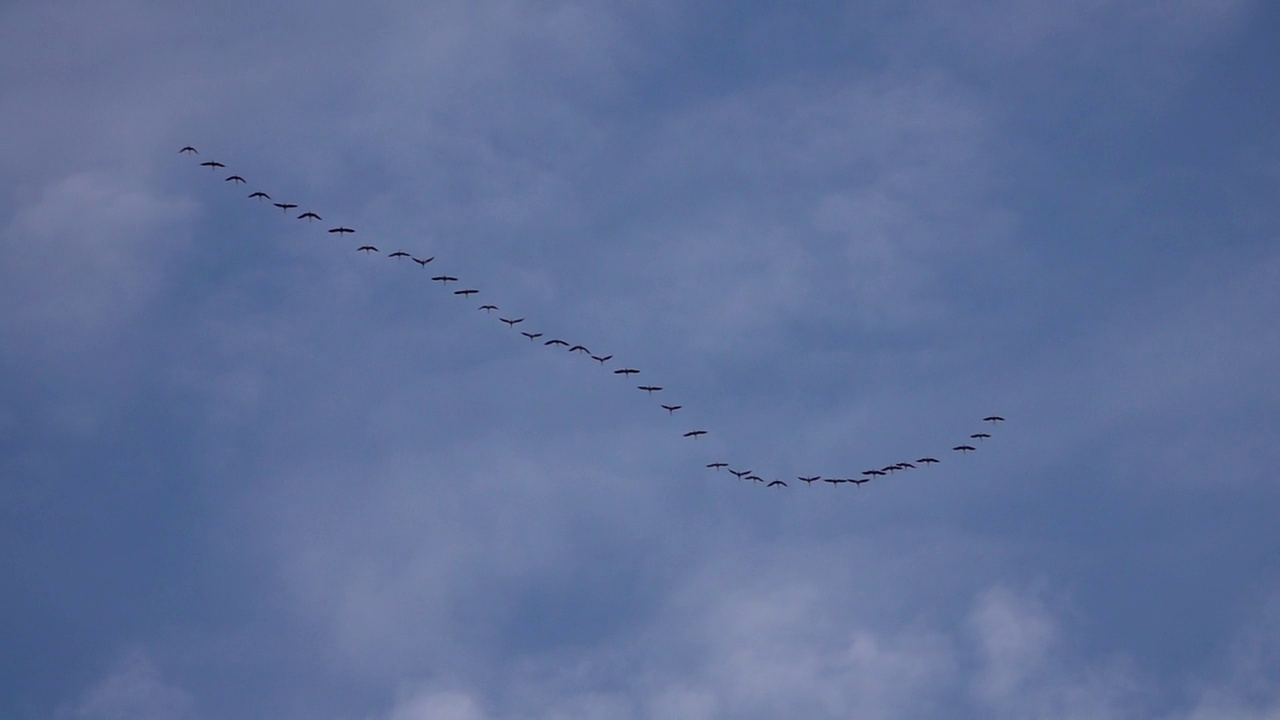 迁徙的鹳和队形在天空中视频素材