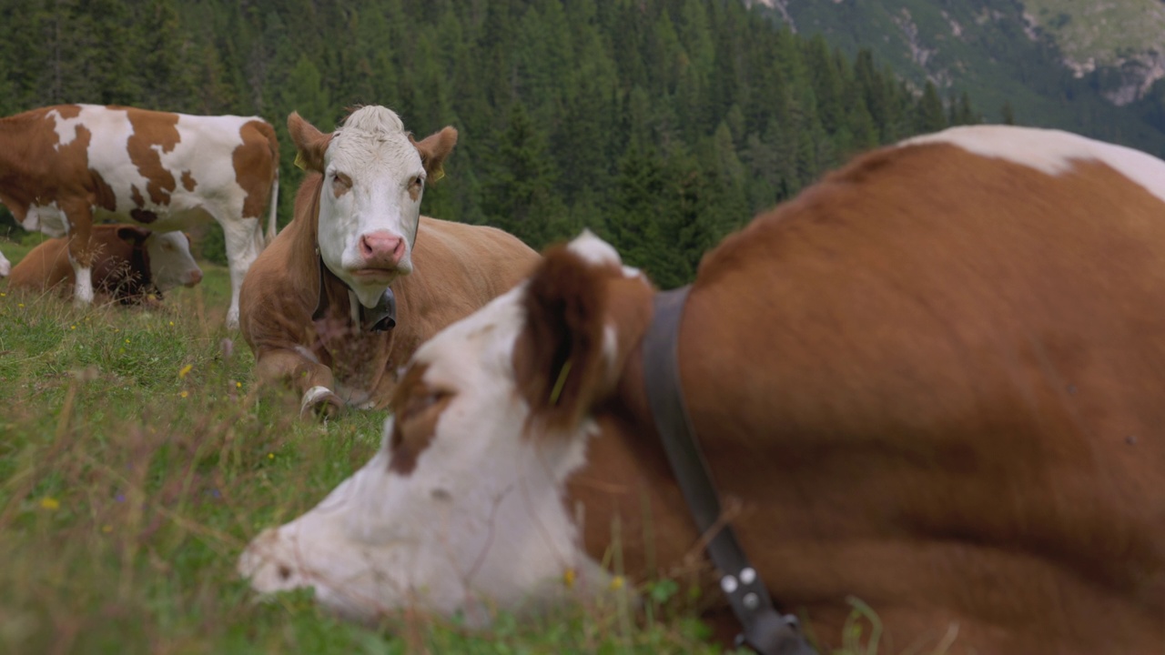 意大利白云石和阿尔卑斯山脉上的奶牛肖像视频素材