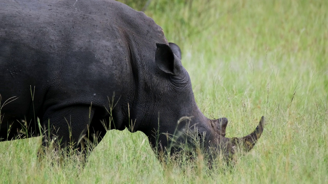 白犀牛在野生动物园的草地上吃草视频素材