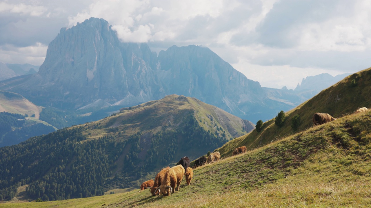 意大利白云石和阿尔卑斯山上的牦牛画像视频素材