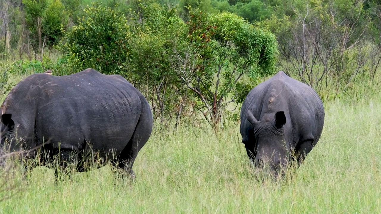 野生动物园里，白犀牛在草地上吃草视频素材
