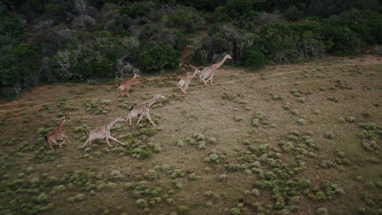 倾斜向下的无人机射击飞过六只长颈鹿跑过灌木丛，东开普省，南非视频素材