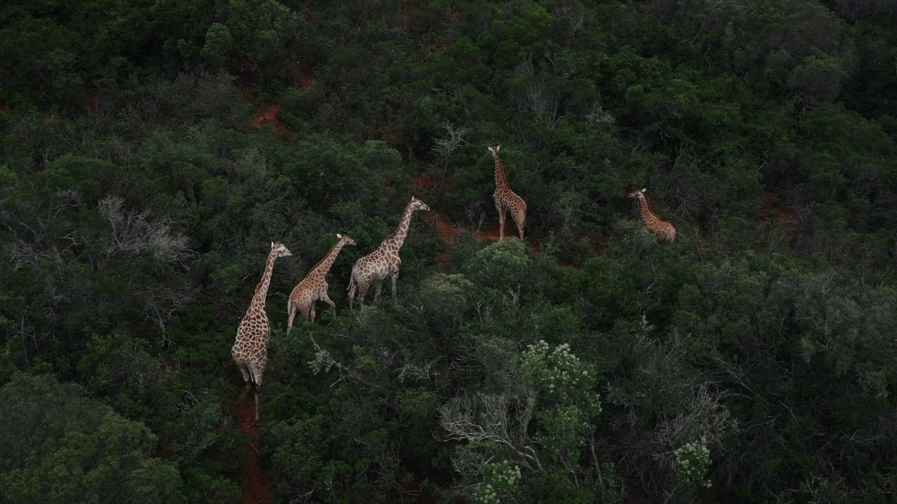 无人机拍摄的视频显示，5只长颈鹿穿过南非东开普省的森林视频素材
