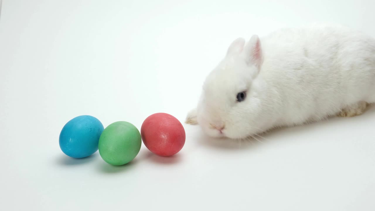 一只好奇的白色毛茸茸的兔子积极地嗅、研究和触摸复活节彩蛋。假日兔子视频下载