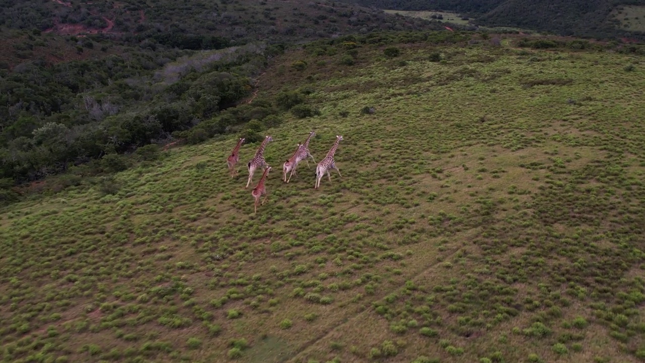 移动和跟踪无人机拍摄的画面显示，在南非东开普省一处林地边缘的平原上，长颈鹿在奔跑视频素材