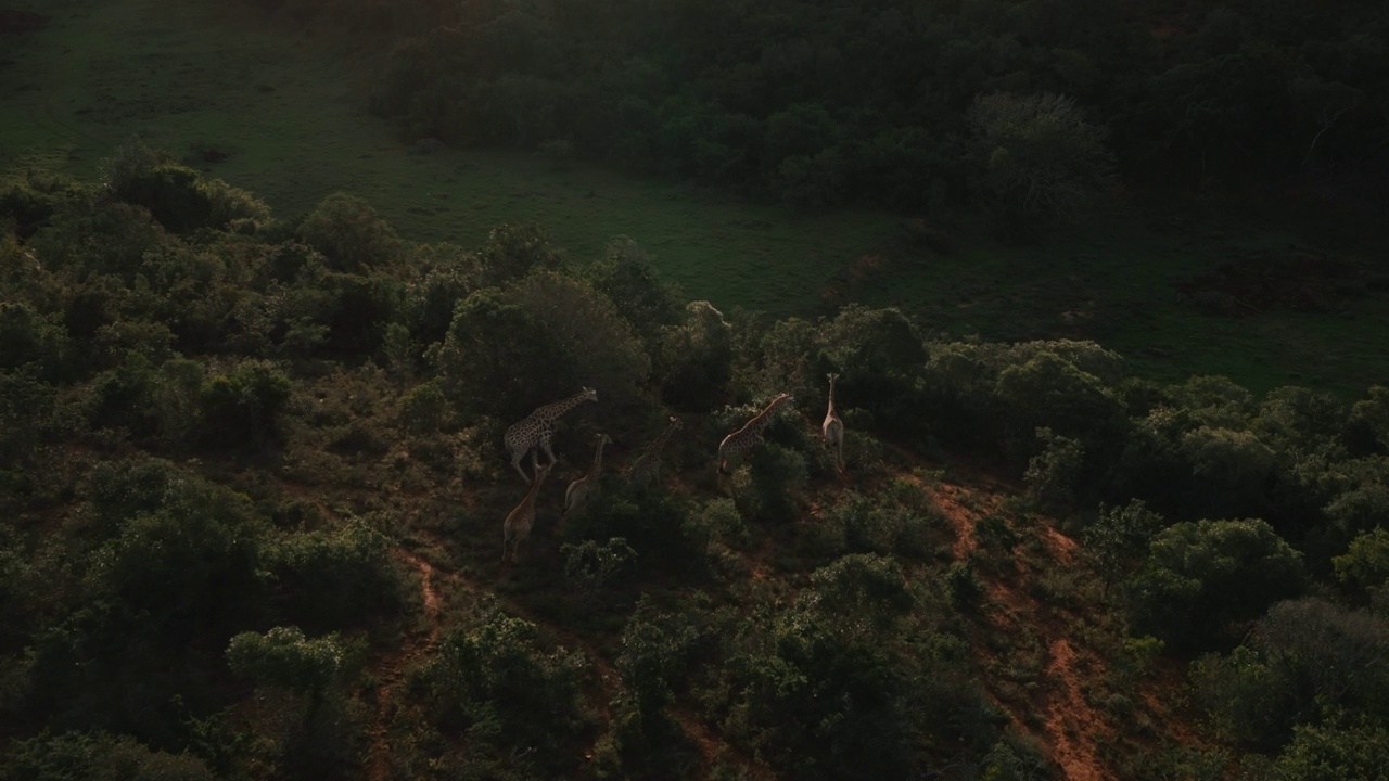 南非东开普省，从空中慢镜头拍摄长颈鹿在灌木丛中奔跑视频素材