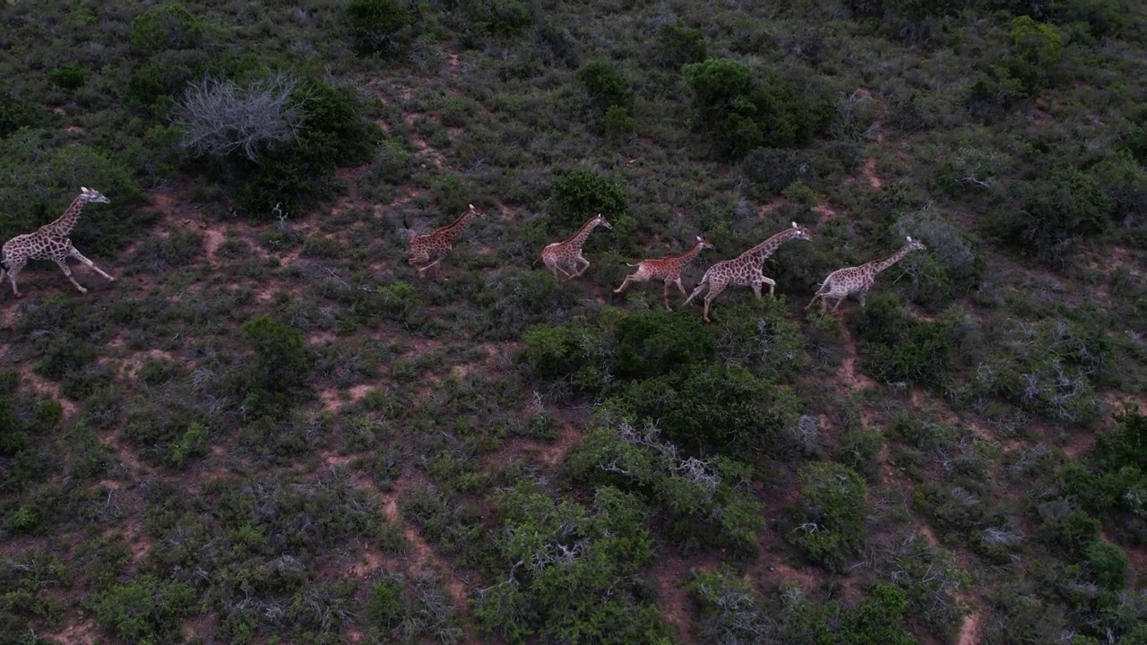 在南非东开普省，一架无人机跟踪着一排奔跑在森林中的长颈鹿视频素材