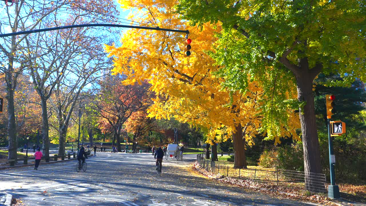 在纽约中央公园，马车在秋叶色树下行进视频素材