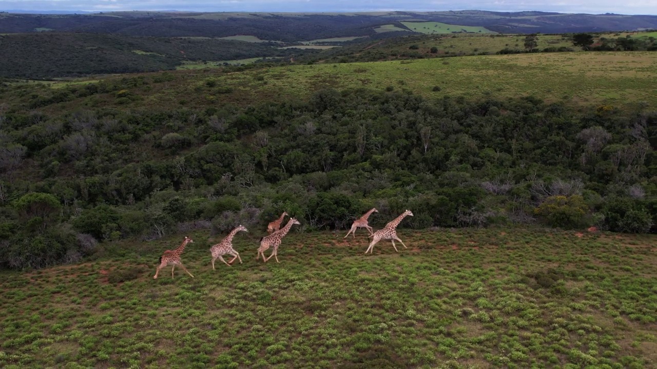 倾斜跟踪无人机拍摄的画面显示，在南非东开普省的一个林地边缘的平原上，长颈鹿在奔跑视频素材
