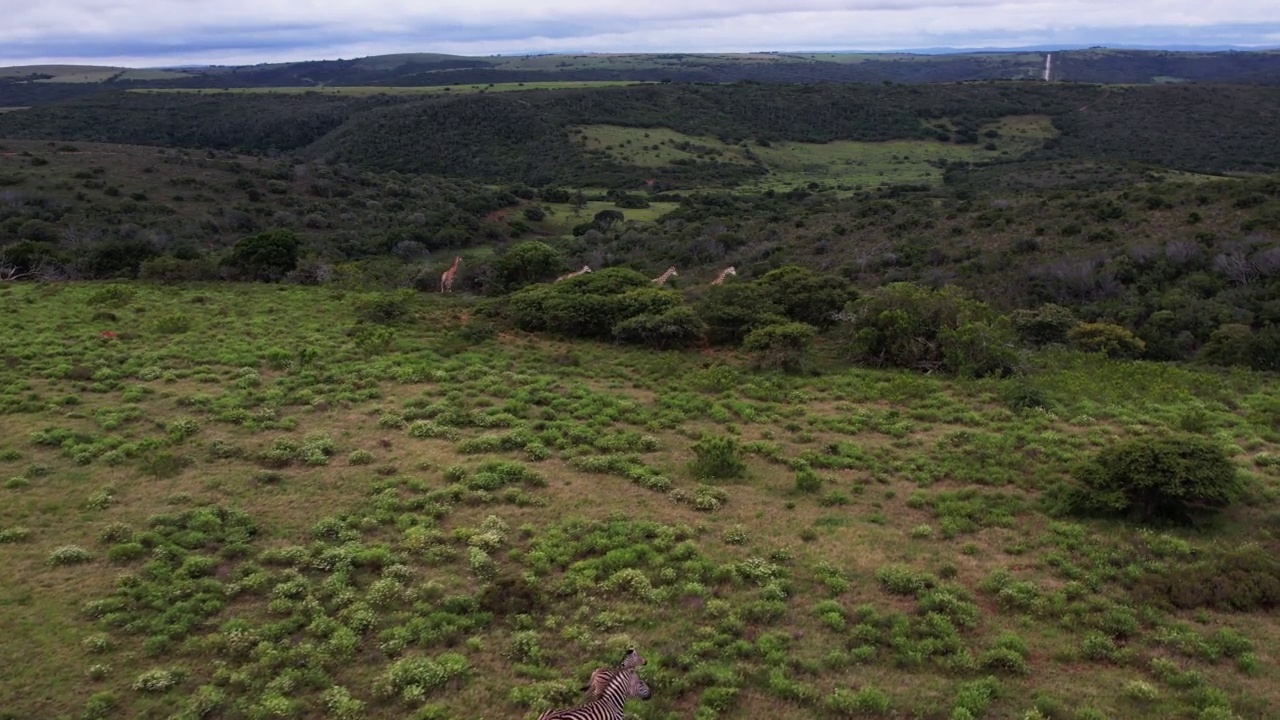 在南非东开普省，一架无人机从斑马上空飞向一群沿着森林奔跑的长颈鹿视频素材