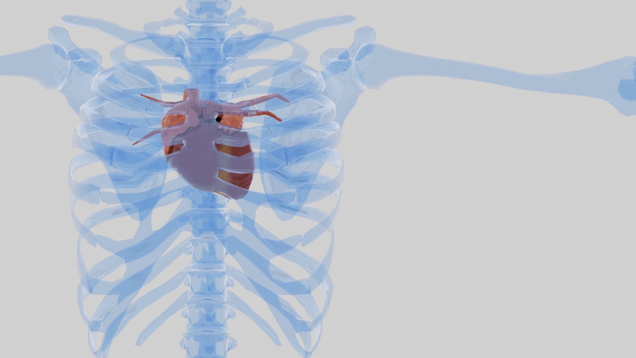 人体解剖心脏在骨骼胸部跳动。视频下载