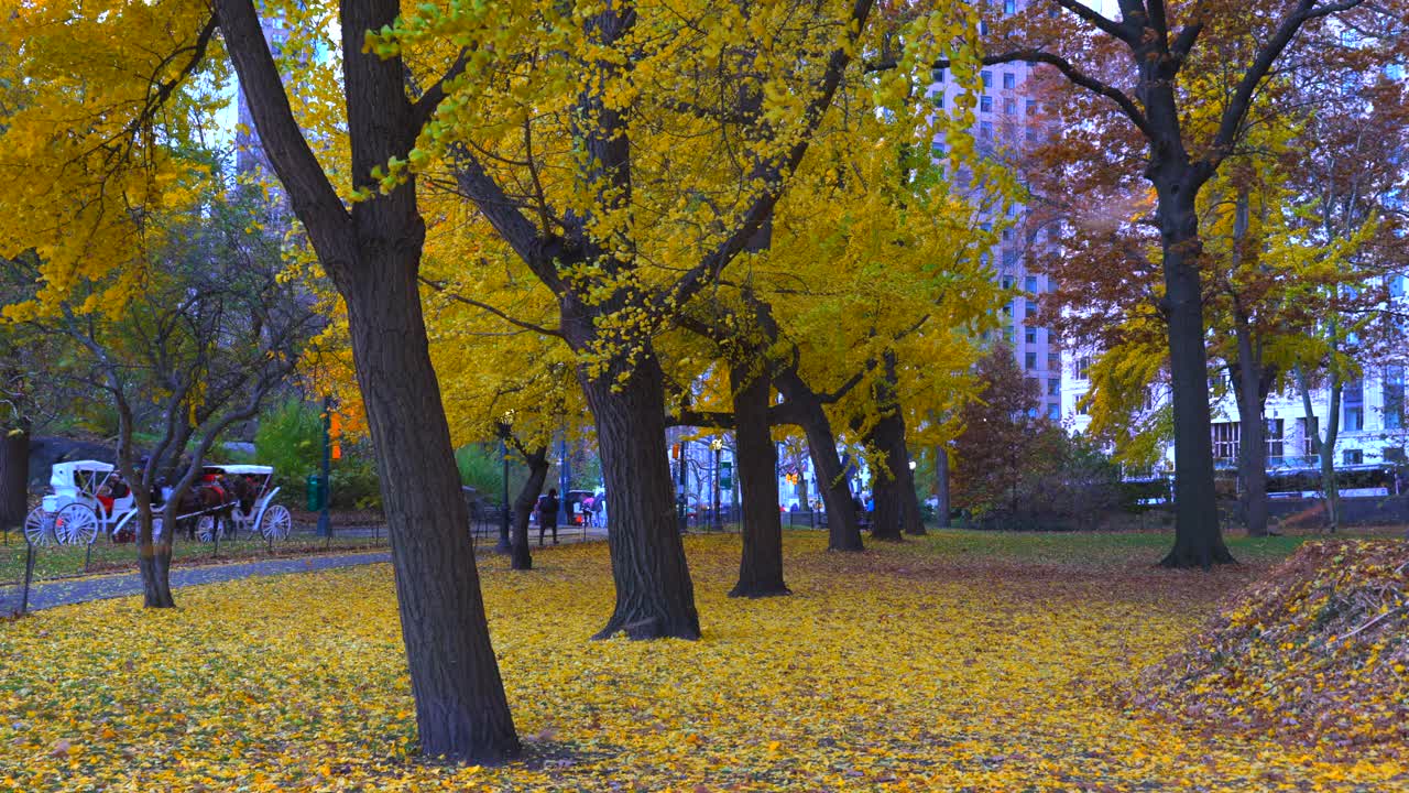 无数秋色银杏叶飘落在纽约中央公园视频素材