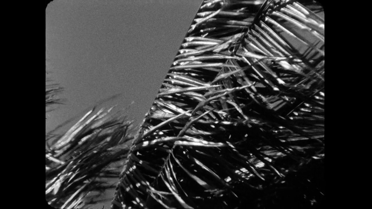 夏威夷CU棕榈树的叶子在风中摇曳;1964视频下载
