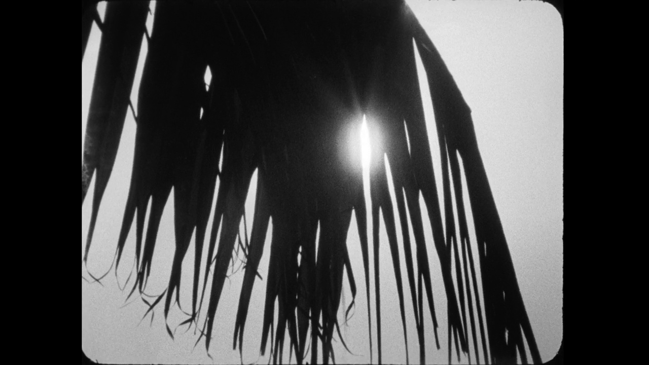 铜棕榈树叶片的剪影对着太阳;1964视频下载