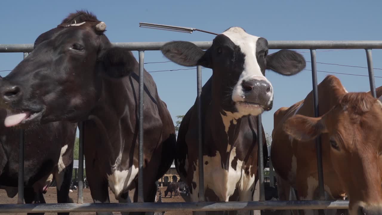 在旱季，奶牛只能放牧。农场视频下载