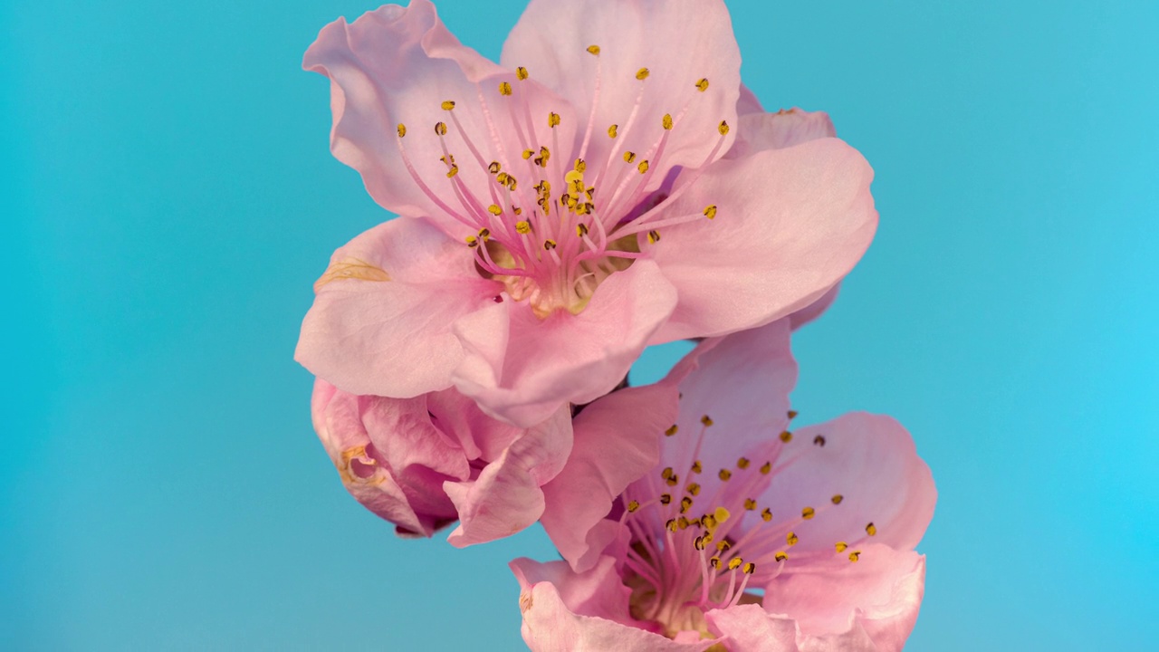 桃花盛开在蓝色背景的水平格式延时4k视频。桃树在春天开花的视频。视频素材
