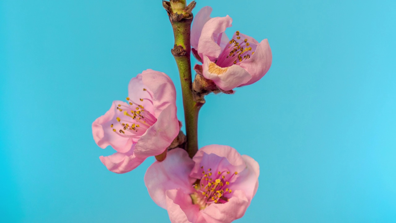 桃花盛开在蓝色背景的水平格式延时4k视频。桃树在春天开花的视频。视频素材