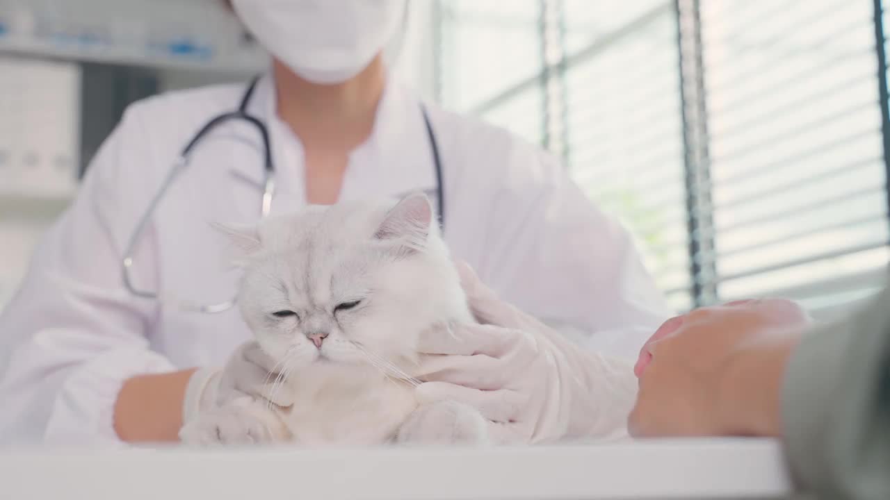亚洲兽医在预约的兽医诊所检查猫。在宠物医院，专业的女兽医用听诊器站在检查台上工作，对小动物小猫进行检查视频下载