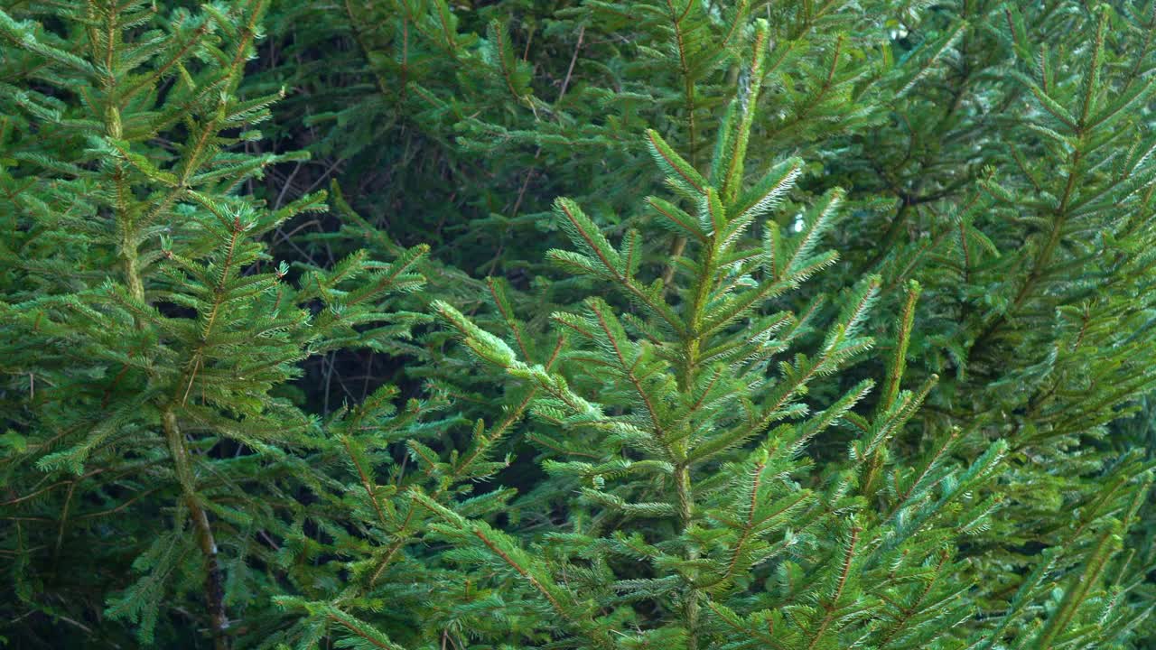 翠绿的冷杉树枝。森林里的圣诞云杉视频素材