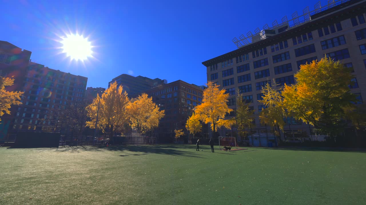 秋天的阳光照亮了纽约西村秋叶颜色的银杏树视频下载