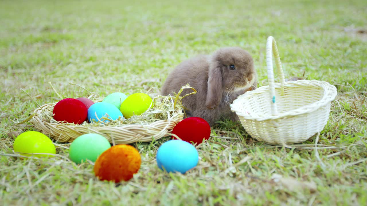 慢镜头，复活节兔子在草地上吃草视频下载
