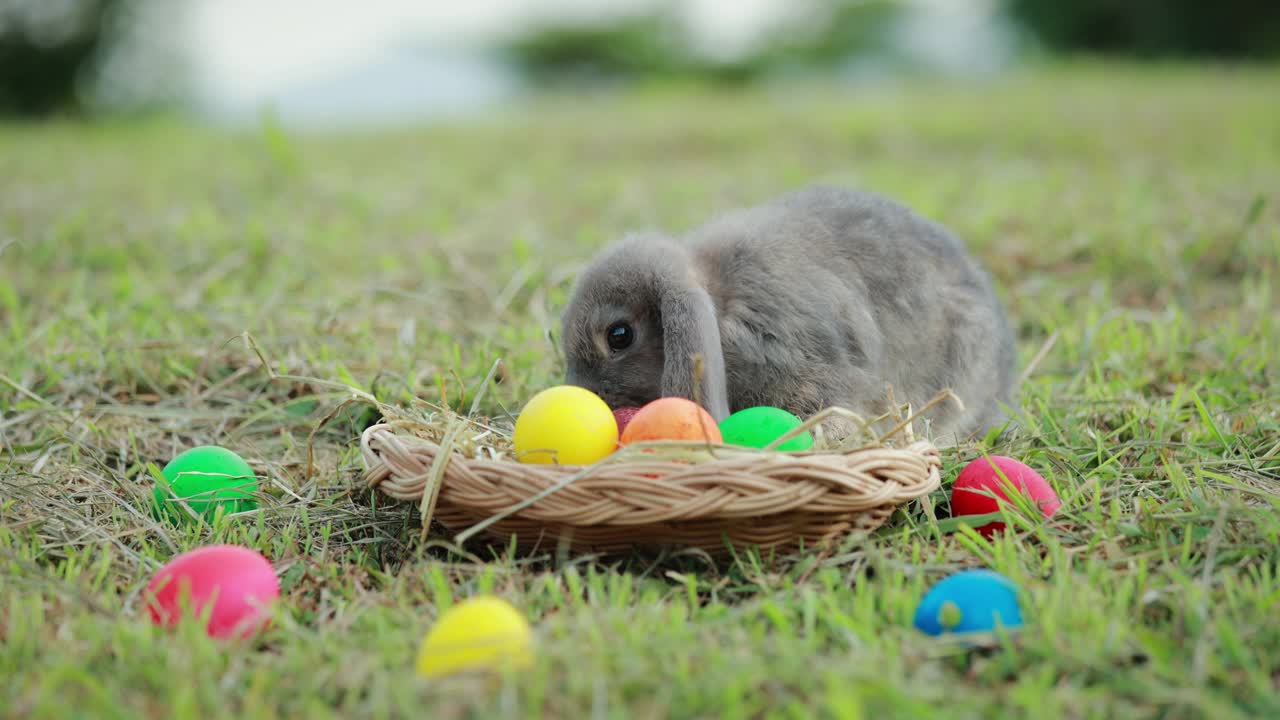 复活节兔子在草地上吃草的慢镜头视频下载