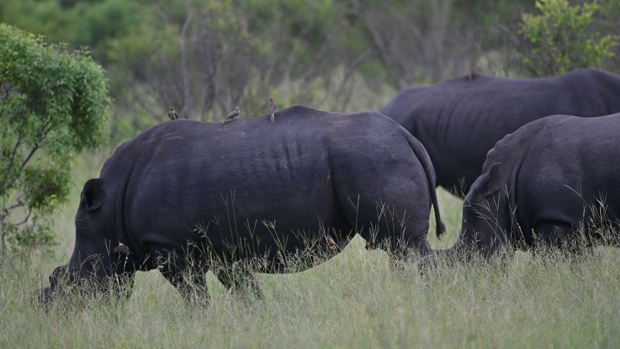 一群白犀牛在大草原上安全的草地上吃草，犀牛角修剪好了视频素材