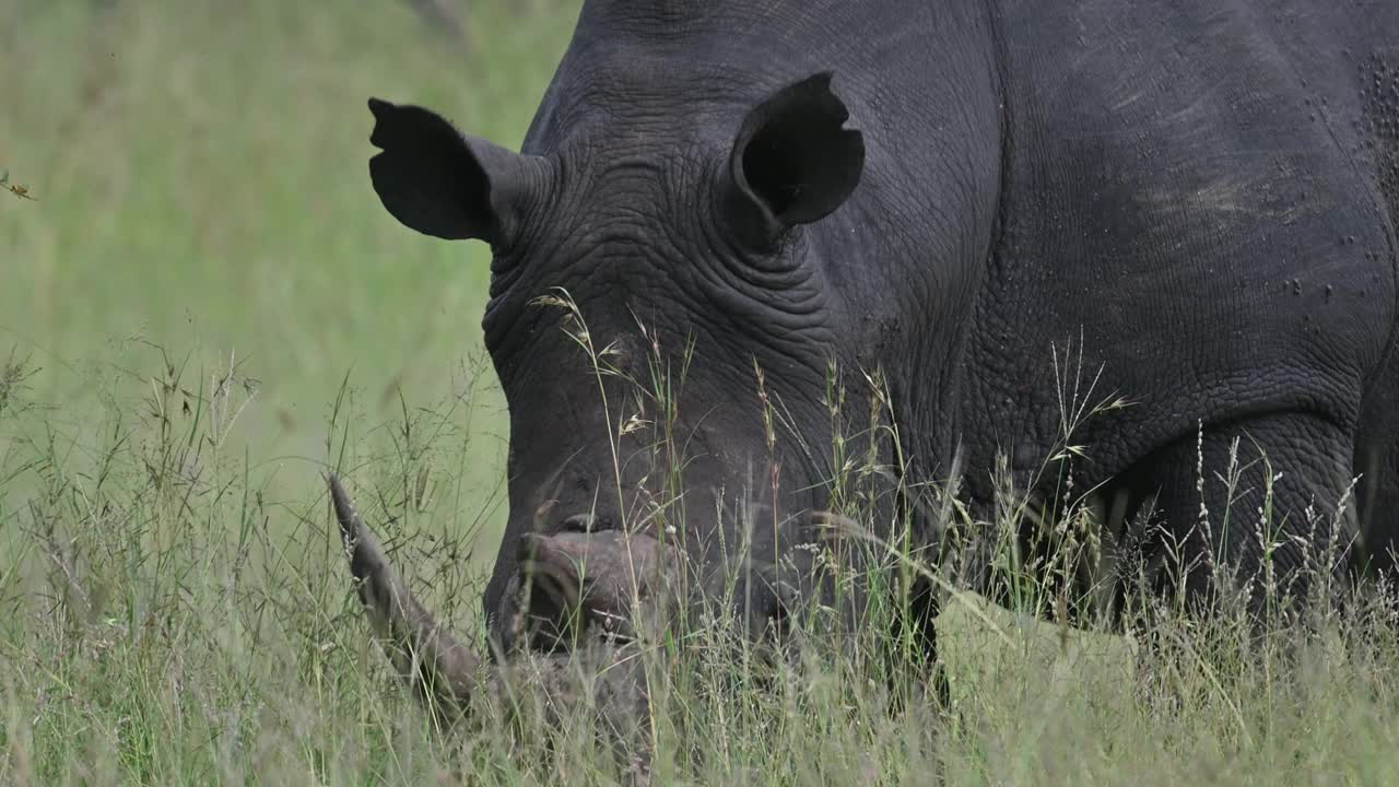 有角的白犀牛在大草原上安全的草丛中觅食视频素材