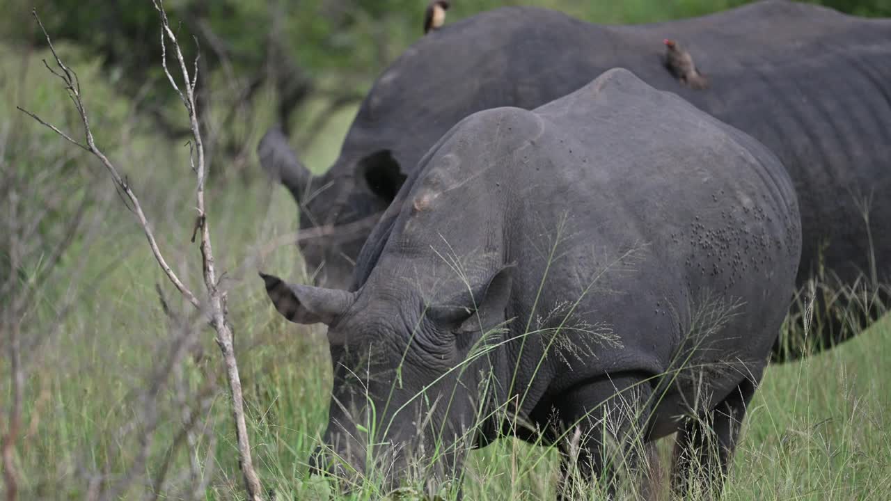 一群白犀牛和一只脱角犀牛在草原上的安全草地上觅食视频素材