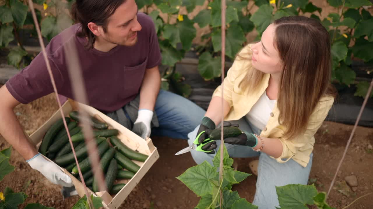 农场工人采摘黄瓜视频素材