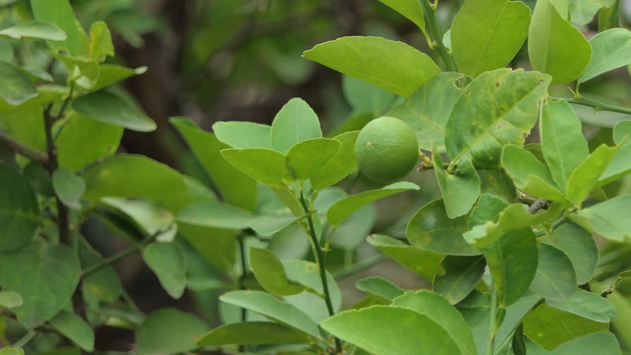 有机种植的新鲜柠檬树。视频素材