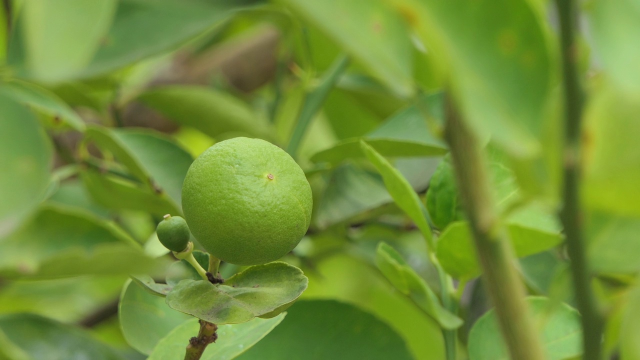 有机种植的新鲜柠檬树。视频下载