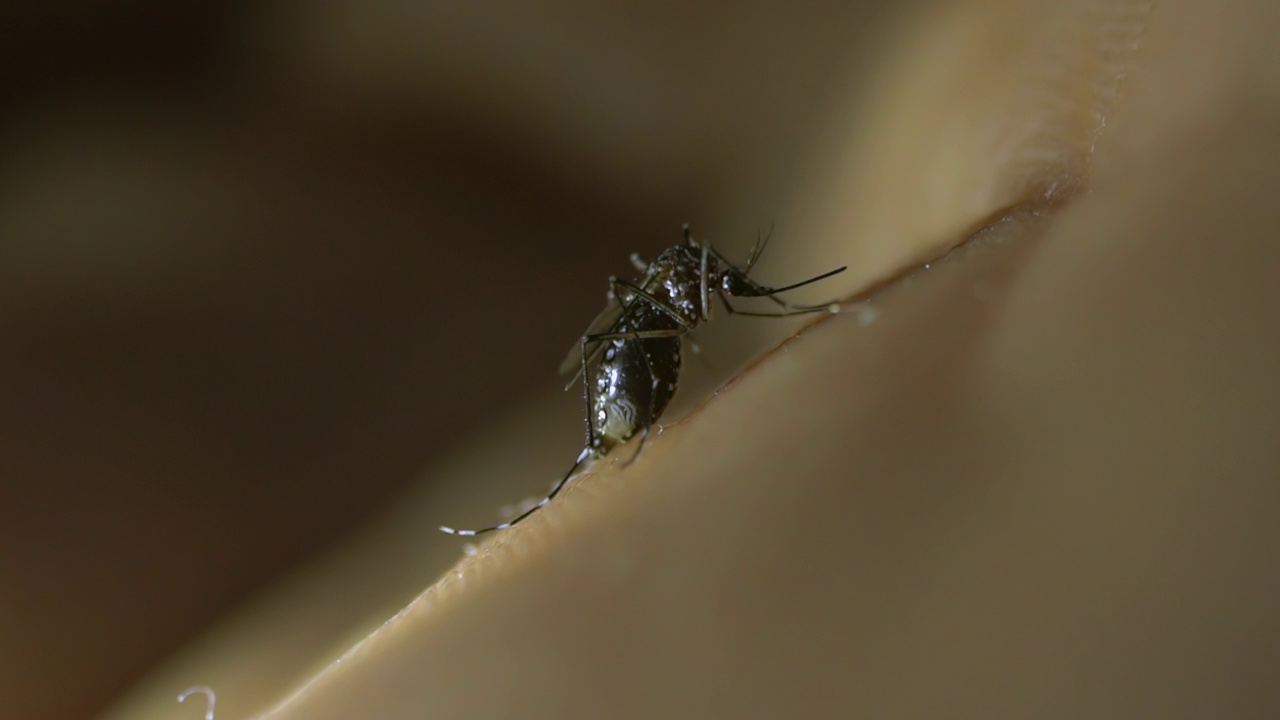 皮肤上的蚊子慢动作视频下载