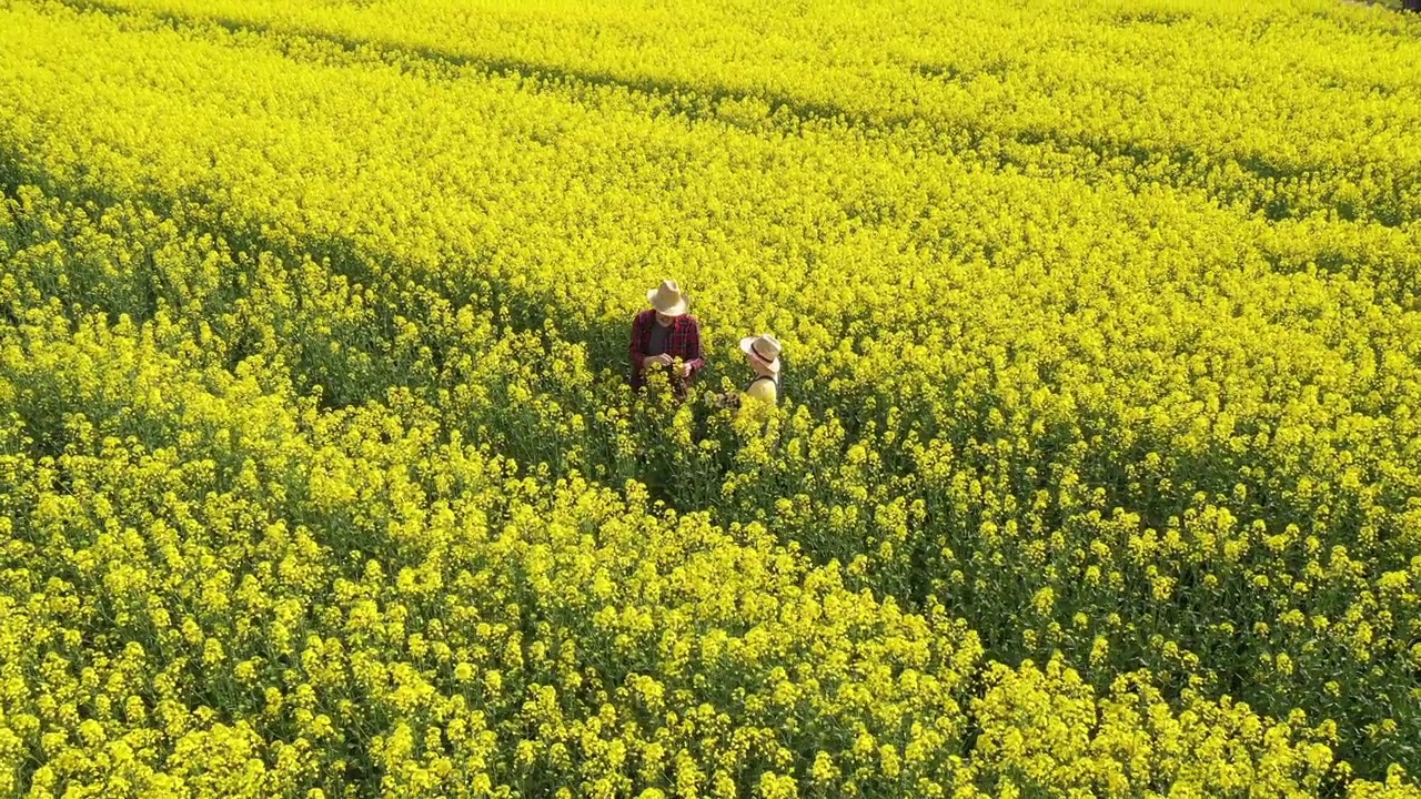 鸟瞰图，两个农民，一男一女，在盛开的油菜籽田里工作视频素材
