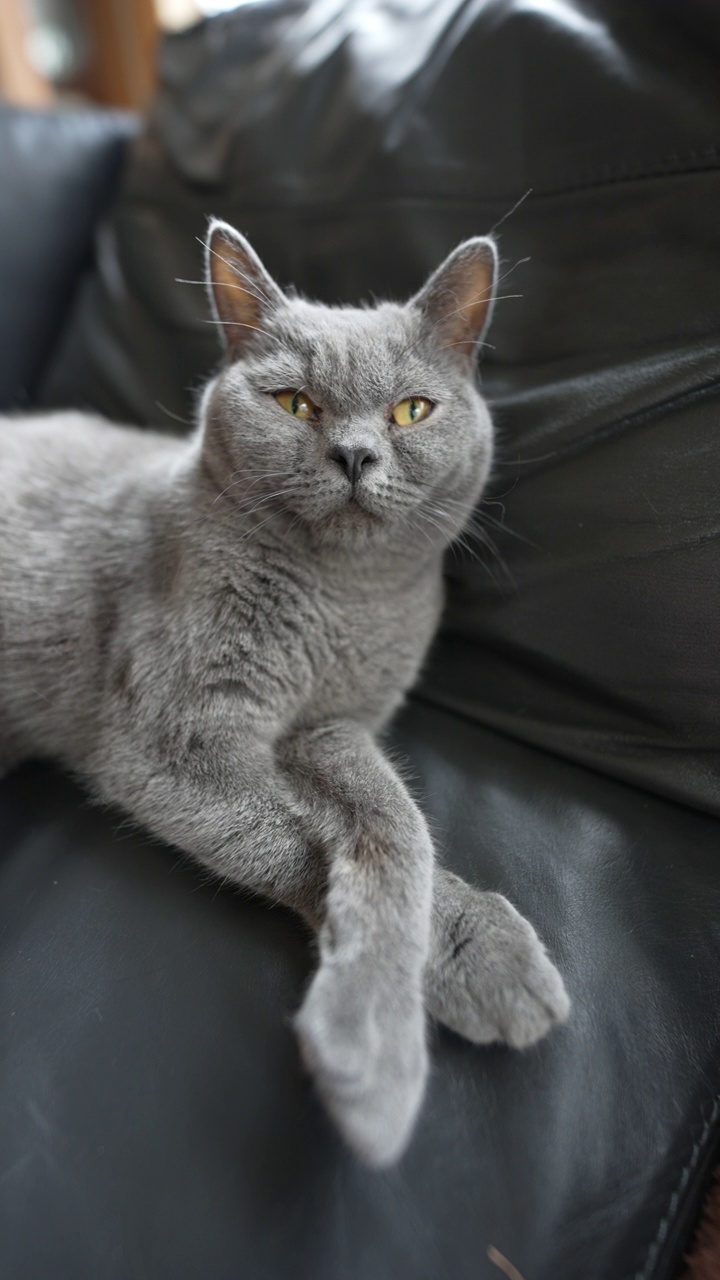 一只7个月大的直毛塞尔柯克雷克斯灰色公猫，名叫Zen视频下载