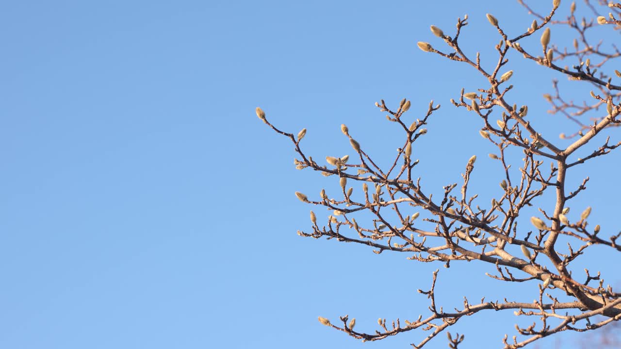 白玉兰树枝在冬天4k视频背景视频下载