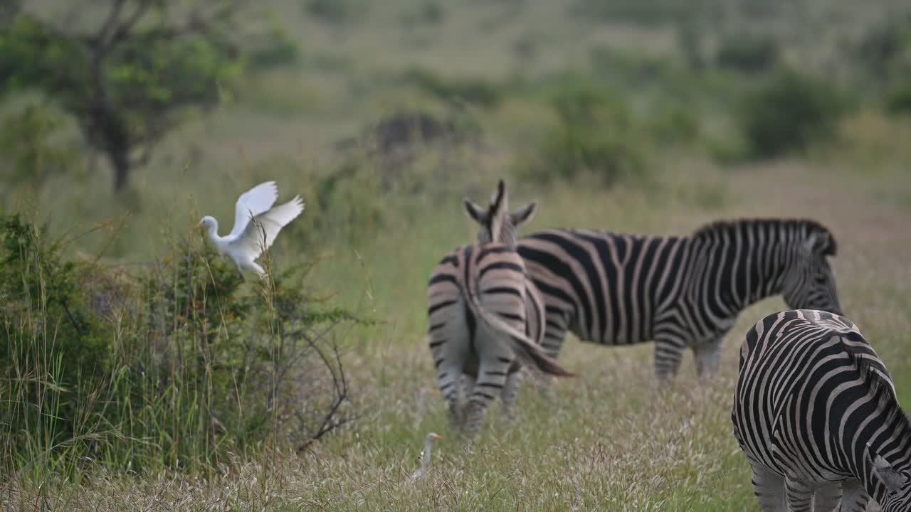 镜头跟随斑马进入非洲平原上的牛群视频素材