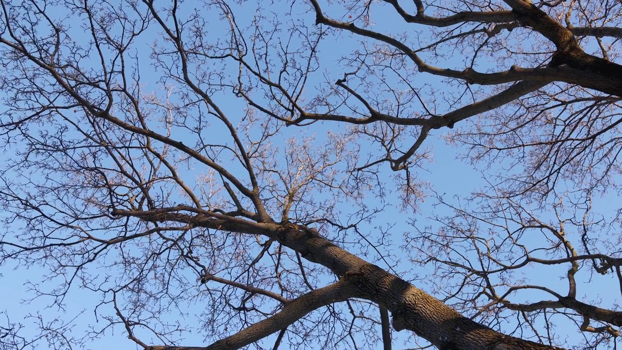 光秃秃的枫树树枝缩小冬季视频剪辑视频下载