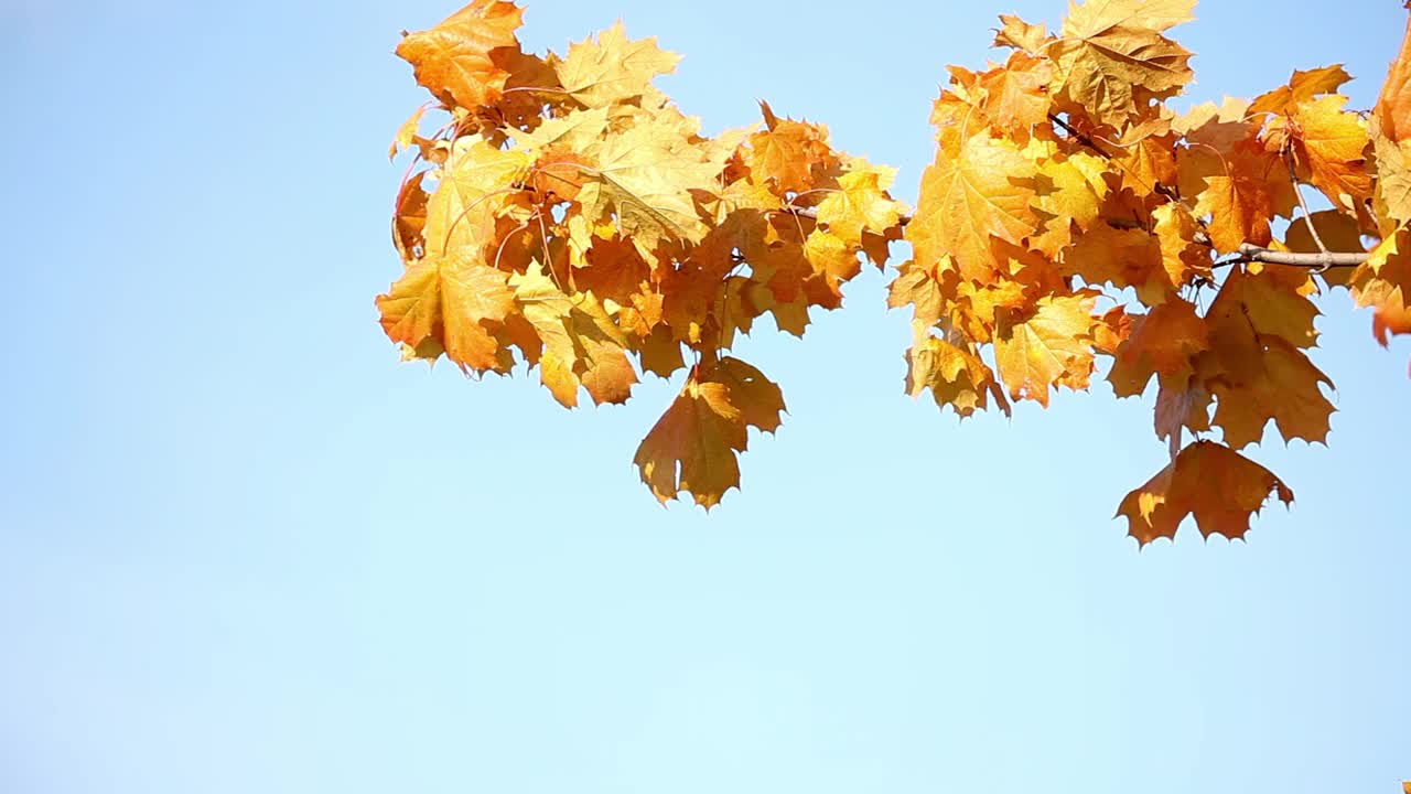 枫树的树枝上有秋天的橙叶视频素材
