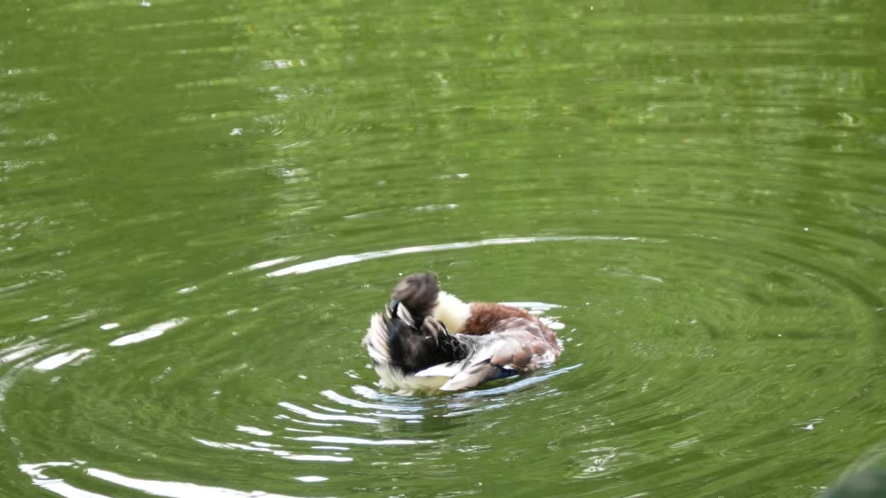 年轻和成年的绿头鸭在哥伦比亚麦德林的绿湖中游泳视频下载