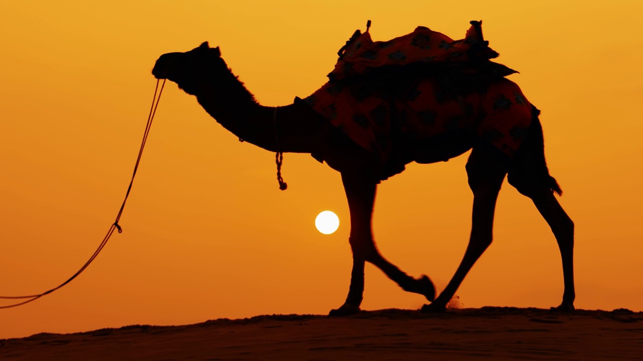 日落时分的骆驼车夫。印度拉贾斯坦邦斋萨尔默尔，塔尔沙漠。视频下载